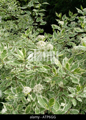 Le cornouiller de Tartarie (Cornus alba 'sibirica variegata') Banque D'Images