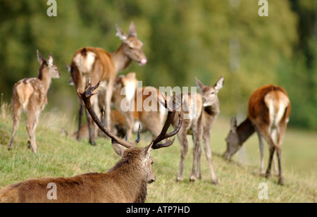 Red Deer Stag Holding Hinds au cours de l'automne rut. XMM 3744-359 Banque D'Images