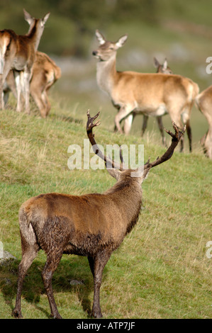 Red Deer Stag Holding Hinds au cours de l'automne rut. XMM 3744-359 Banque D'Images