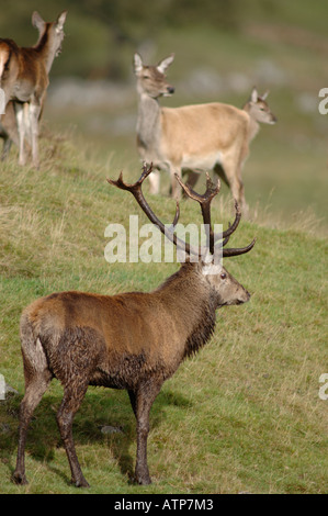 Red Deer Stag Holding Hinds au cours de l'automne rut. XMM 3745-359 Banque D'Images