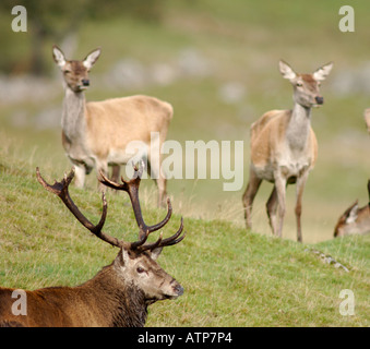 Red Deer Stag Holding Hinds au cours de l'automne rut. XMM 3746-359 Banque D'Images