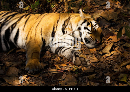 Tigre du Bengale Royal se reposant dans l'ombre de la forêt du parc national de Kanha le Madhya Pradesh Inde Asie Banque D'Images