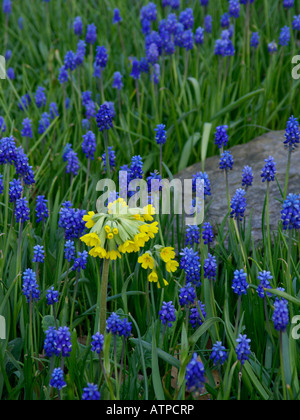 (Primrose Primula) et les muscaris (muscari neglectum) Banque D'Images