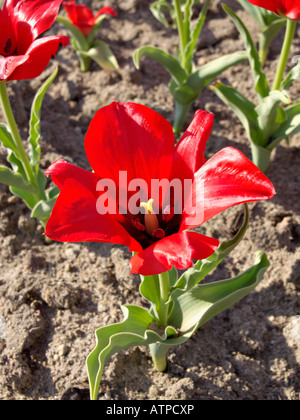 Tulipe sauvage (tulipa vvedenskyi) Banque D'Images