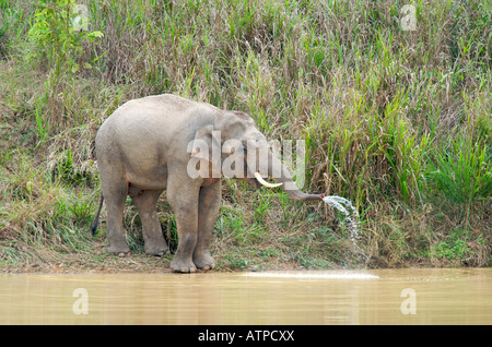 Homme sauvage éléphant asiatique Elephas maximus au Parc National Kui Buri Thaïlande Banque D'Images
