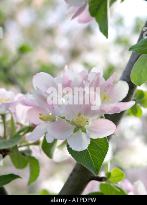 Crabe sauvage pomme (Malus sylvestris subsp. orientalis) Banque D'Images