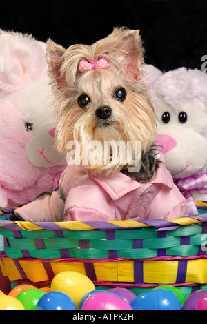 Daisy, peut-être le plus beau chien du monde (un caniche), attend que le lapin de Pâques. Banque D'Images