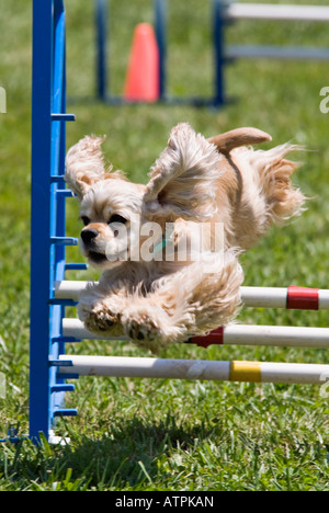 Cocker américain obstacle saut sur cours d'Agilité Corydon Indiana Banque D'Images