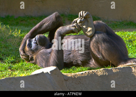 Gorrillas au Zoo de San Diego San Diego California USA Banque D'Images