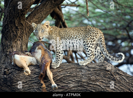 Leopard (Panthera pardus) avec Impala tuer dans l'arbre Banque D'Images