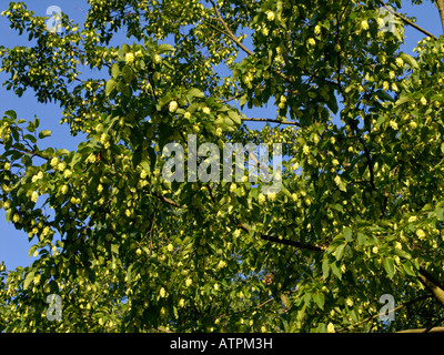 Hop européen charme (ostrya carpinifolia) Banque D'Images