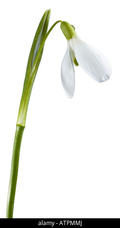 Perce-neige de printemps flower isolated on white avec chemin. Trois coups de feu croix de droit. Banque D'Images