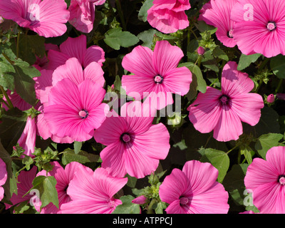 Arbre généalogique annuelles Lavatera trimestris mallow (lits jumeaux 'Hot Pink') Banque D'Images