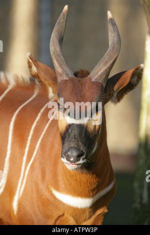 Bongo - Tragelaphus eurycerus antilope africaine Banque D'Images