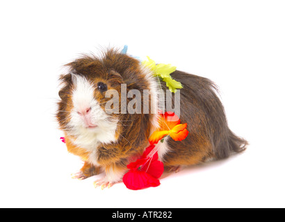 Cochon d'Inde avec des fleurs hawaïennes autour du corps sur fond blanc Banque D'Images