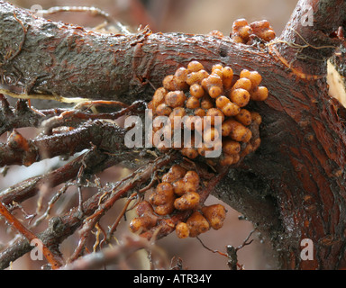 Close-up de nodules sur la racine d'un arbre de l'aulne. Banque D'Images