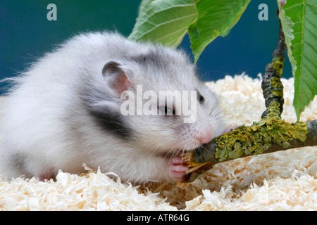 Hamster doré Banque D'Images