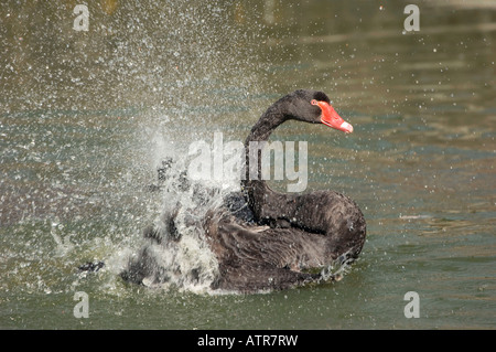 Cygne noir Banque D'Images