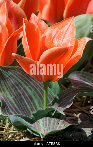 Tulip Banque D'Images