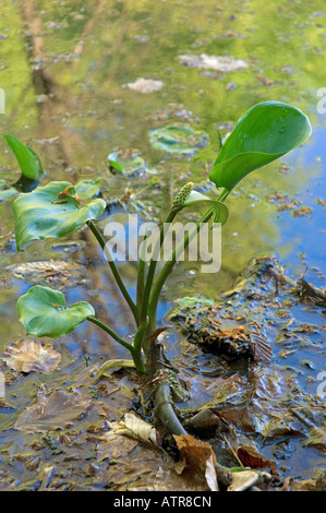 Arum d’eau Banque D'Images