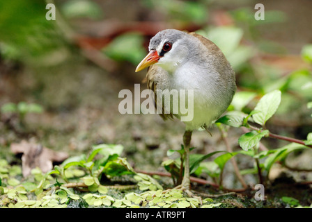 White-browed Crake Banque D'Images