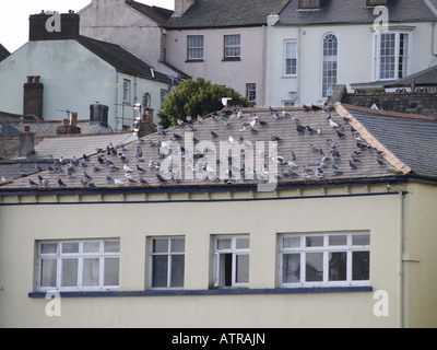 Troupeau de pigeons sauvages, Columba livia, sur un toit haut Banque D'Images