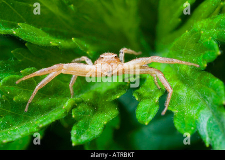 Araignée crabe Banque D'Images