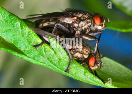 Mouche à viande Banque D'Images