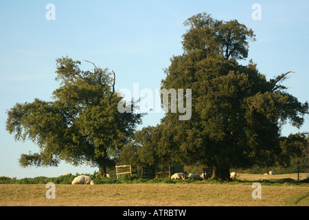 Moutons dans Arundel Park, Angleterre Banque D'Images