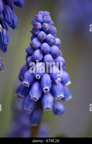 Grape hyacinth (Muscari armeniacum) au printemps en fleurs Banque D'Images