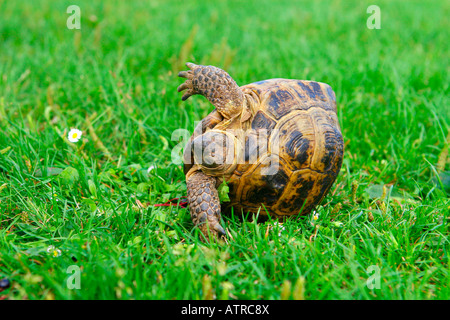 Tortue russe Banque D'Images