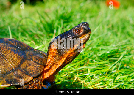 Tortue des bois Banque D'Images