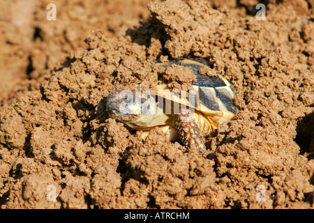 Tortue grecque Banque D'Images