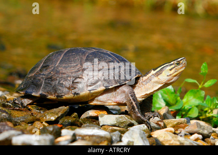 Tortue-boîte de Malaisie Banque D'Images