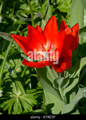 Tulipe sauvage (tulipa praestans fusilier '') Banque D'Images