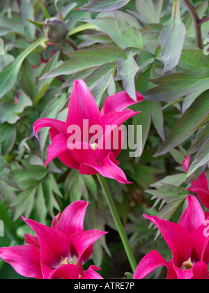 Tulip (tulipa viridiflora doll's menuet) Banque D'Images