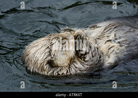 En Californie, la loutre de mer (Enhydra lutris), Monterey, CA, USA. Banque D'Images