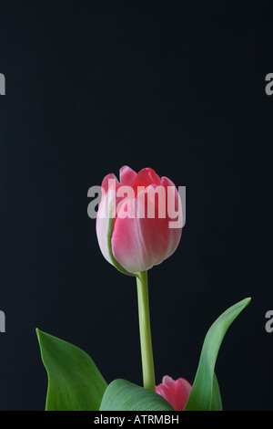 Une tulipe rose sur fond noir Banque D'Images