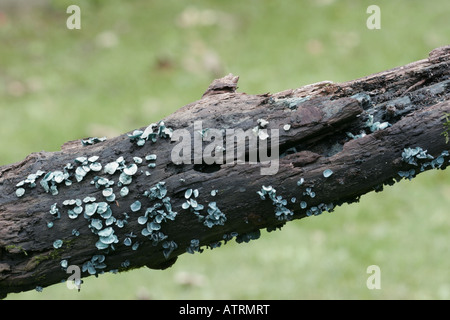 Chlorociboria aeruginascens Elfcap, vert, champignons Banque D'Images