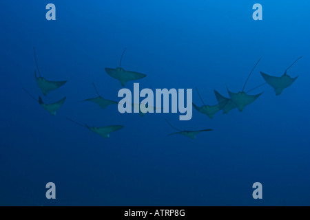 Spotted Eagle rays, Aetobatis narinari, New York. Banque D'Images