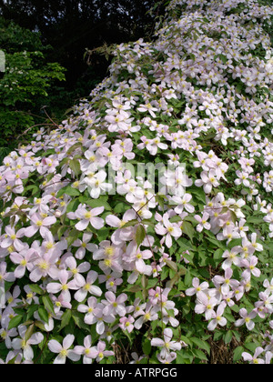 Anemone clematis (Clematis montana 'rubens') Banque D'Images