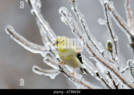 Chardonneret jaune homme perché sur la branche couvertes de glace dans Star Magnolia Arbuste Floyd County Indiana Banque D'Images