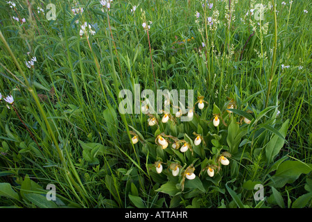 Cypripedium zandrewsii, hybride de petits blancs et jaunes Lady's Slipper (hybride de C. candidum et C. calceolus) Banque D'Images