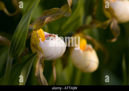 Cypripedium zandrewsii, hybride de petits blancs et jaunes Lady's Slipper (hybride de C. candidum et C. calceolus) Banque D'Images