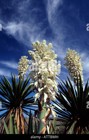 Dague (Yucca géant Yucca carnerosana) Dague en télévision, Banque D'Images