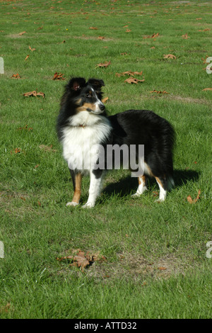 Shetland Sheepdog, pure race femelle Sheltie Banque D'Images