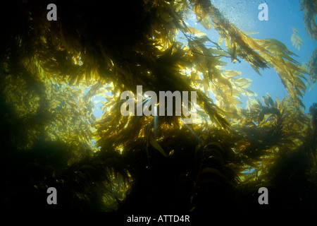 Le soleil qui rayonne à travers une forêt de varech géant, Macrocystis pyrifera, au large de Catalina Island, en Californie, aux États-Unis. Banque D'Images