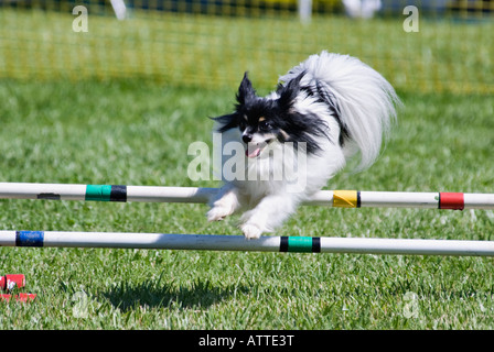 Saut d'obstacle sur papillon Cours Agility Corydon Indiana Banque D'Images