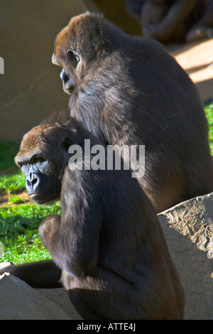 Gorrillas au Zoo de San Diego San Diego California USA Banque D'Images