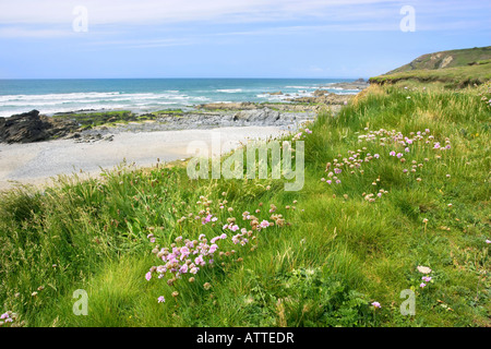 L'épargne (aka rose mer Armeria maritima) croissant à côté Dollar Cove (aussi connu comme Jangye Ryn) sur la Péninsule du Lézard en Cornouailles. Banque D'Images